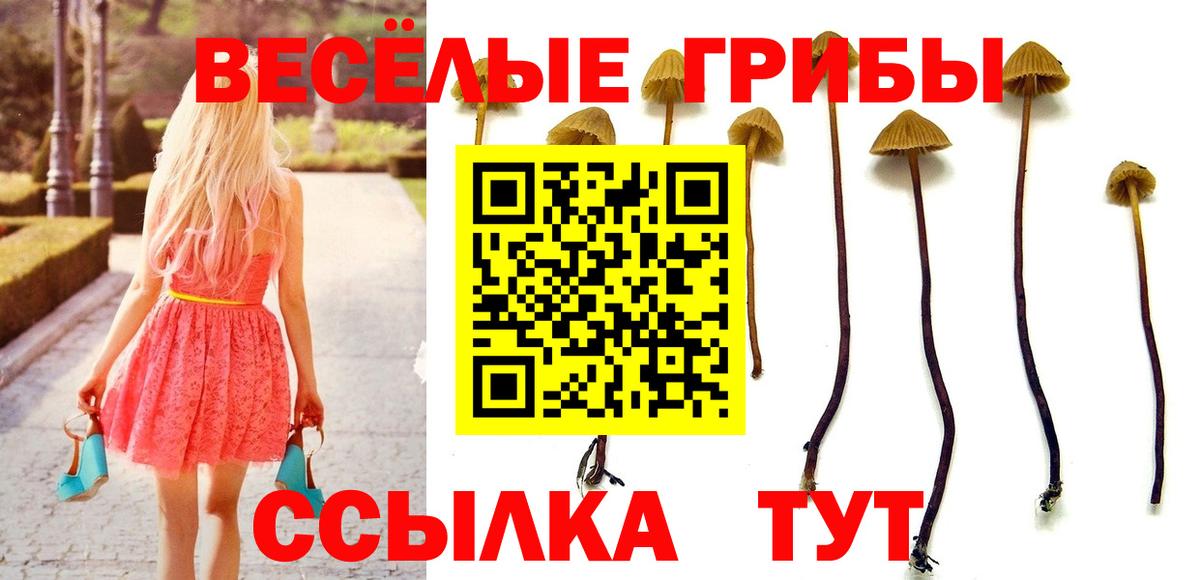 Галлюциногенные грибы GOLDEN TEACHER  Псилоцибиновые грибы Psilocybine cubensis  Вход с VPN  купить закладку  Амурск 